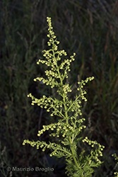 Immagine 2 di 4 - Artemisia annua L.