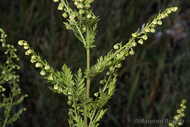 Immagine 4 di 4 - Artemisia annua L.