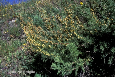 Immagine 1 di 3 - Artemisia chamaemelifolia Vill.