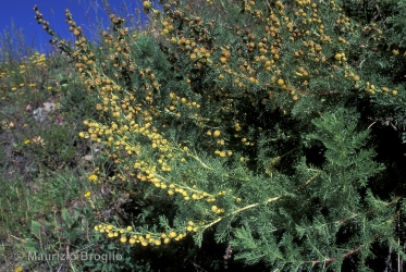 Immagine 2 di 3 - Artemisia chamaemelifolia Vill.