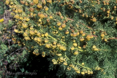 Immagine 3 di 3 - Artemisia chamaemelifolia Vill.
