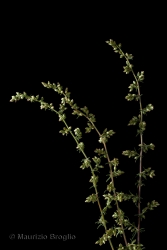 Immagine 1 di 12 - Artemisia campestris L.
