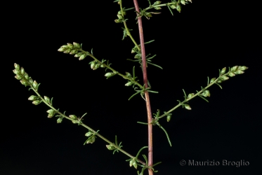 Immagine 2 di 12 - Artemisia campestris L.