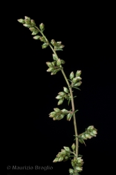 Immagine 3 di 12 - Artemisia campestris L.