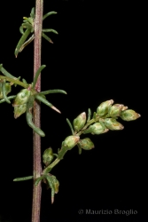 Immagine 4 di 12 - Artemisia campestris L.