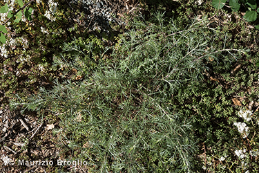 Immagine 5 di 12 - Artemisia campestris L.