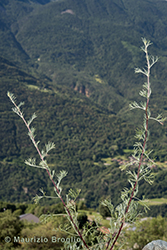Immagine 6 di 12 - Artemisia campestris L.