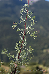 Immagine 7 di 12 - Artemisia campestris L.