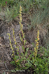 Immagine 8 di 12 - Artemisia campestris L.