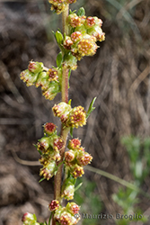 Immagine 9 di 12 - Artemisia campestris L.