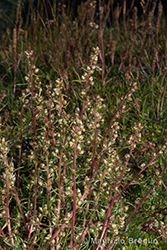 Immagine 11 di 12 - Artemisia campestris L.