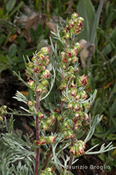 Immagine 12 di 12 - Artemisia campestris L.