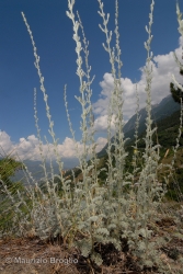 Immagine 1 di 8 - Artemisia vallesiaca All.