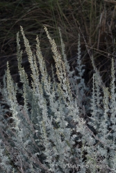 Immagine 2 di 8 - Artemisia vallesiaca All.