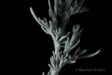 Immagine 5 di 8 - Artemisia vallesiaca All.