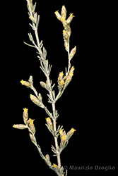 Immagine 6 di 8 - Artemisia vallesiaca All.