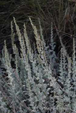 Artemisia vallesiaca All.