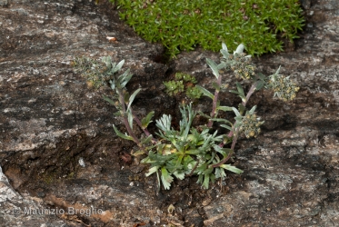 Immagine 1 di 5 - Artemisia genipi Weber ex Stechm. 