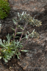 Immagine 2 di 5 - Artemisia genipi Weber ex Stechm. 