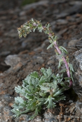 Immagine 3 di 5 - Artemisia genipi Weber ex Stechm. 
