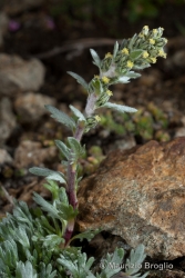 Immagine 4 di 5 - Artemisia genipi Weber ex Stechm. 
