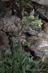 Immagine 5 di 5 - Artemisia genipi Weber ex Stechm. 