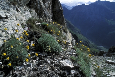 Immagine 1 di 6 - Artemisia glacialis L.