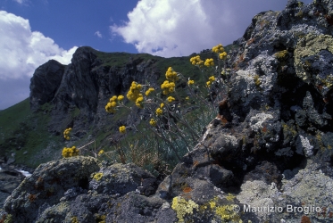 Immagine 2 di 6 - Artemisia glacialis L.