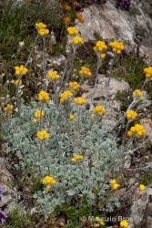 Immagine 3 di 6 - Artemisia glacialis L.