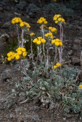 Immagine 4 di 6 - Artemisia glacialis L.