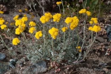 Immagine 5 di 6 - Artemisia glacialis L.