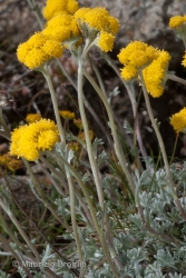 Immagine 6 di 6 - Artemisia glacialis L.