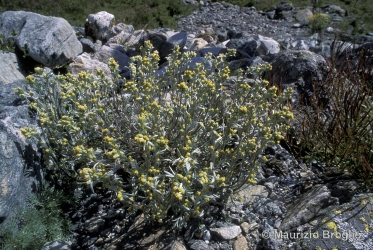 Immagine 1 di 3 - Artemisia umbelliformis Lam.