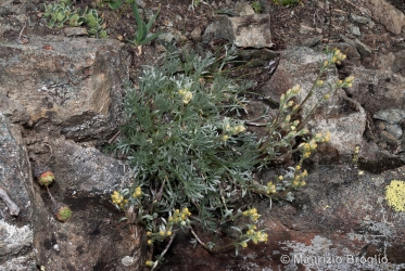 Immagine 2 di 3 - Artemisia umbelliformis Lam.