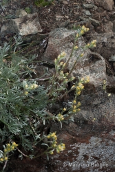 Immagine 3 di 3 - Artemisia umbelliformis Lam.