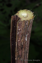 Immagine 8 di 8 - Petasites hybridus (L.) G. Gaertn., B. Mey. & Scherb.