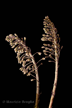 Petasites hybridus (L.) G. Gaertn., B. Mey. & Scherb.
