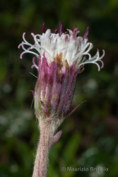 Immagine 4 di 4 - Homogyne alpina (L.) Cass.