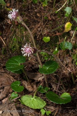 Homogyne alpina (L.) Cass.