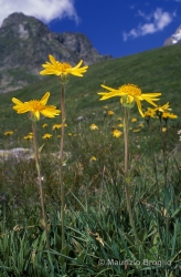 Immagine 1 di 5 - Arnica montana L.