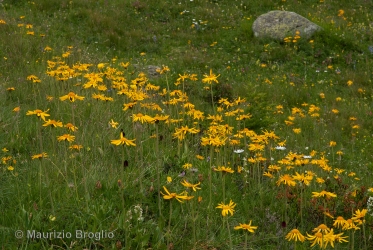 Immagine 2 di 5 - Arnica montana L.