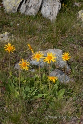 Immagine 3 di 5 - Arnica montana L.