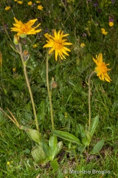 Immagine 4 di 5 - Arnica montana L.