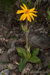 Immagine 5 di 5 - Arnica montana L.