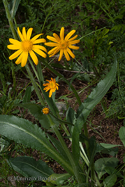 Senecio doronicum (L.) L.