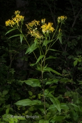 Immagine 3 di 5 - Senecio ovatus (G. Gaertn., B. Mey. & Scherb.) Willd.