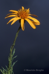 Immagine 4 di 4 - Jacobaea abrotanifolia (L.) Moench