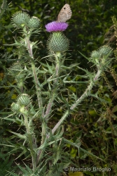Immagine 1 di 5 - Cirsium vulgare (Savi) Ten.