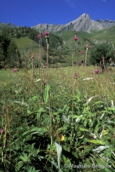 Immagine 1 di 3 - Cirsium heterophyllum (L.) Hill