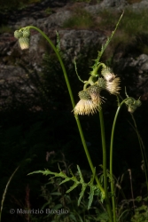 Immagine 1 di 5 - Cirsium erisithales (Jacq.) Scop.
